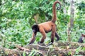 Woolly Monkey Walking Royalty Free Stock Photo