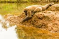 Woolly Monkey In The Wild Royalty Free Stock Photo