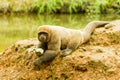 Woolly Monkey In The Wild Royalty Free Stock Photo