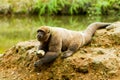 Woolly Monkey In The Wild Royalty Free Stock Photo