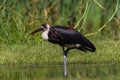 Woolly-Neck Stork Bird Water Royalty Free Stock Photo