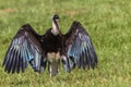 Woolly-Neck Stork Bird Wings Open Royalty Free Stock Photo