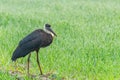 A Woolly neck stork resting Royalty Free Stock Photo