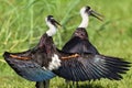 Woolly-Neck Storks Wings Open Royalty Free Stock Photo