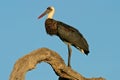 Woolly-necked stork Royalty Free Stock Photo