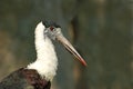 Woolly necked stork