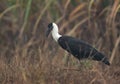 Woolly-necked stork at Bhigwan bird sanctuary Maharashtra