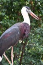 A Woolly Necked Stork Bird Royalty Free Stock Photo