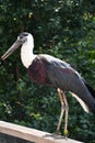 A Woolly Necked Stork Bird Royalty Free Stock Photo