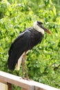 Woolly-necked Stork - black and white bird