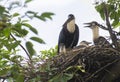 Woolly-necked Stork and Chicks in the nest Royalty Free Stock Photo