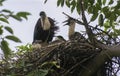 Woolly-necked Stork and Chicks in the nest Royalty Free Stock Photo