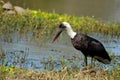 Woolly-necked Stork, (Ciconia episcopus) Royalty Free Stock Photo