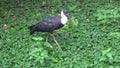 Woolly necked stork, Ciconia episcopus foraging Royalty Free Stock Photo