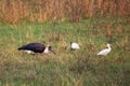 Woolly-necked stork Ciconia episcopus in Keoladeo Ghana Nation Royalty Free Stock Photo