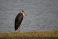 Woolly-necked Stork - Ciconia episcopus, large stork for Asian swamps and woodlands Royalty Free Stock Photo