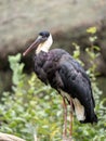 the Woolly-necked Stork, Ciconia episcopus microscelis, stands on a log and observes the surroundings Royalty Free Stock Photo