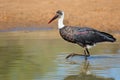 Woolly-necked stork in shallow water Royalty Free Stock Photo
