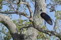 Woolly-necked Stork - Ciconia episcopus Royalty Free Stock Photo