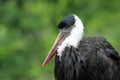 Woolly-necked stork Royalty Free Stock Photo