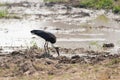 Woolly-necked Stork Royalty Free Stock Photo