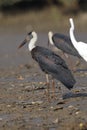 A woolly-necked stork with a great egret background Royalty Free Stock Photo