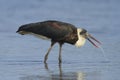 Woolly - necked Stork Royalty Free Stock Photo