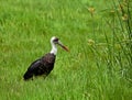 Woolly-necked Stork in Kenya Royalty Free Stock Photo