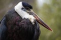 The woolly necked stork detail portrait