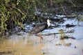 Woolly-necked Stork Royalty Free Stock Photo