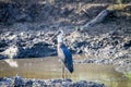 Woolly-necked stork standing next to the water. Royalty Free Stock Photo