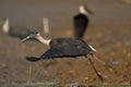 A woolly-necked stork taking off Royalty Free Stock Photo