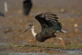 A woolly-necked stork about to take off Royalty Free Stock Photo