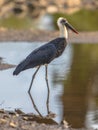 Woolly necked Stork wading