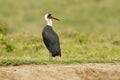 Woolly-necked Stork or White-necked stork Ciconia episcopus, large wading bird in Ciconiidae, in marshes, forests, agricultural Royalty Free Stock Photo