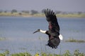 Woolly-necked stork or White-necked stork, Ciconia episcopus, Pune, Royalty Free Stock Photo