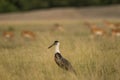 Woolly necked stork or whitenecked stork bird closup or portrait in natural scenic grassland of tal chhapar sanctuary rajasthan Royalty Free Stock Photo