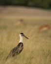 Woolly necked stork or whitenecked stork bird closup or portrait in natural scenic grassland of tal chhapar sanctuary rajasthan Royalty Free Stock Photo