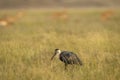 Woolly necked stork or whitenecked stork bird closup or portrait in natural scenic grassland of tal chhapar sanctuary rajasthan Royalty Free Stock Photo