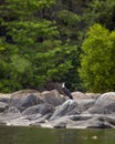 Woolly necked stork or whitenecked stork or ciconia episcopus on big rocks in river in natural green background at forest of Royalty Free Stock Photo