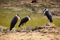 The woolly-necked stork or whitenecked stork Ciconia episcopus,trio standing on the bank of a muddy pond Royalty Free Stock Photo