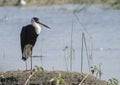 Woolly Necked Stork Royalty Free Stock Photo