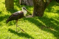 The woolly-necked stork or whitenecked stork, is a large wading bird in the stork family Ciconiidae Royalty Free Stock Photo