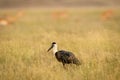 Woolly necked stork or whitenecked stork in natural grassland of forest of central india - Ciconia episcopus Royalty Free Stock Photo