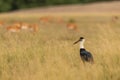 Woolly necked stork or whitenecked stork in natural scenic landscape or grassland of tal chhapar sanctuary rajasthan india -