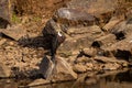 Woolly necked stork or whitenecked stork perched on rock which is submerged in water body at ranthambore national park Royalty Free Stock Photo