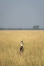 woolly necked stork or whitenecked stork or Ciconia episcopus in natural scenic landscape background and grassland of tal chhapar Royalty Free Stock Photo