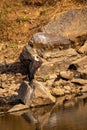 Woolly necked stork or whitenecked stork perched on rock which is submerged in water body at ranthambore national park Royalty Free Stock Photo