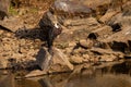 Woolly necked stork or whitenecked stork perched on rock which is submerged in water body at ranthambore national park Royalty Free Stock Photo