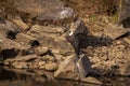 Woolly necked stork or whitenecked stork portrait perched on rock in water body at ranthambore national park rajasthan india asia Royalty Free Stock Photo